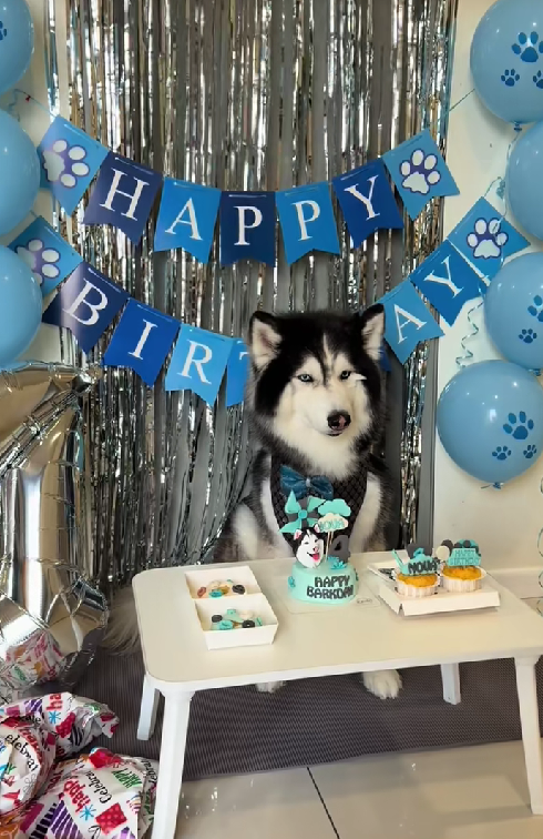 husky birthday celebration