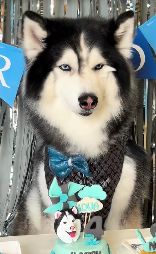 husky looking unamused at his own birthday