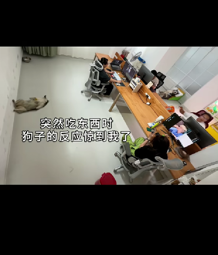 husky resting on the floor