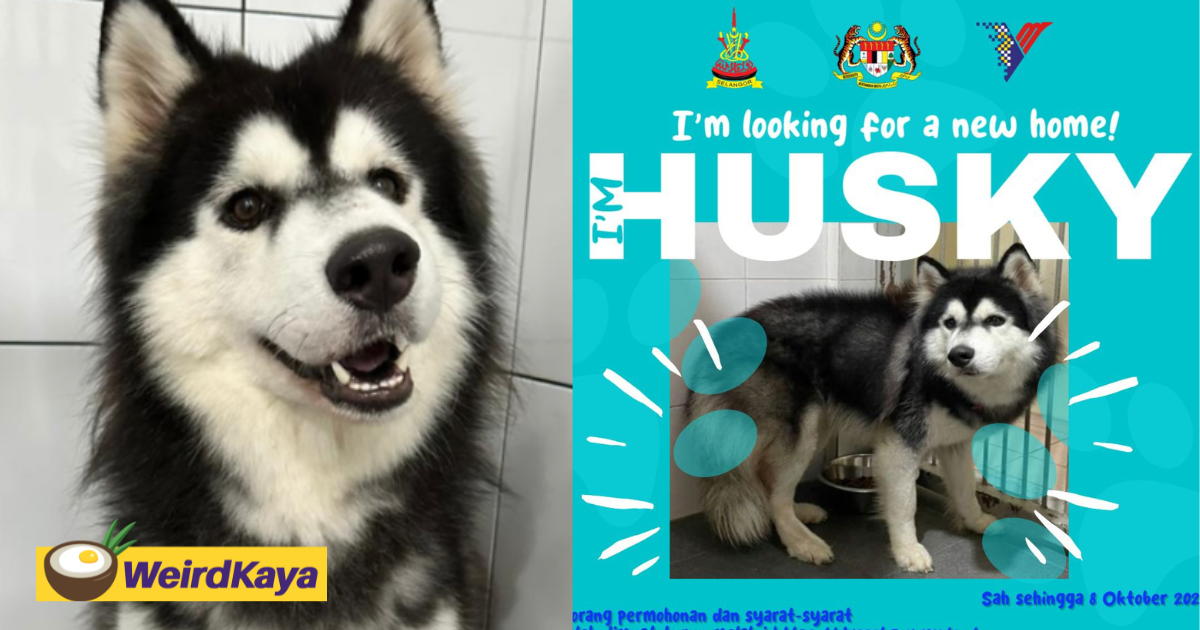 Husky that was abused by national shuttler now up for adoption | weirdkaya