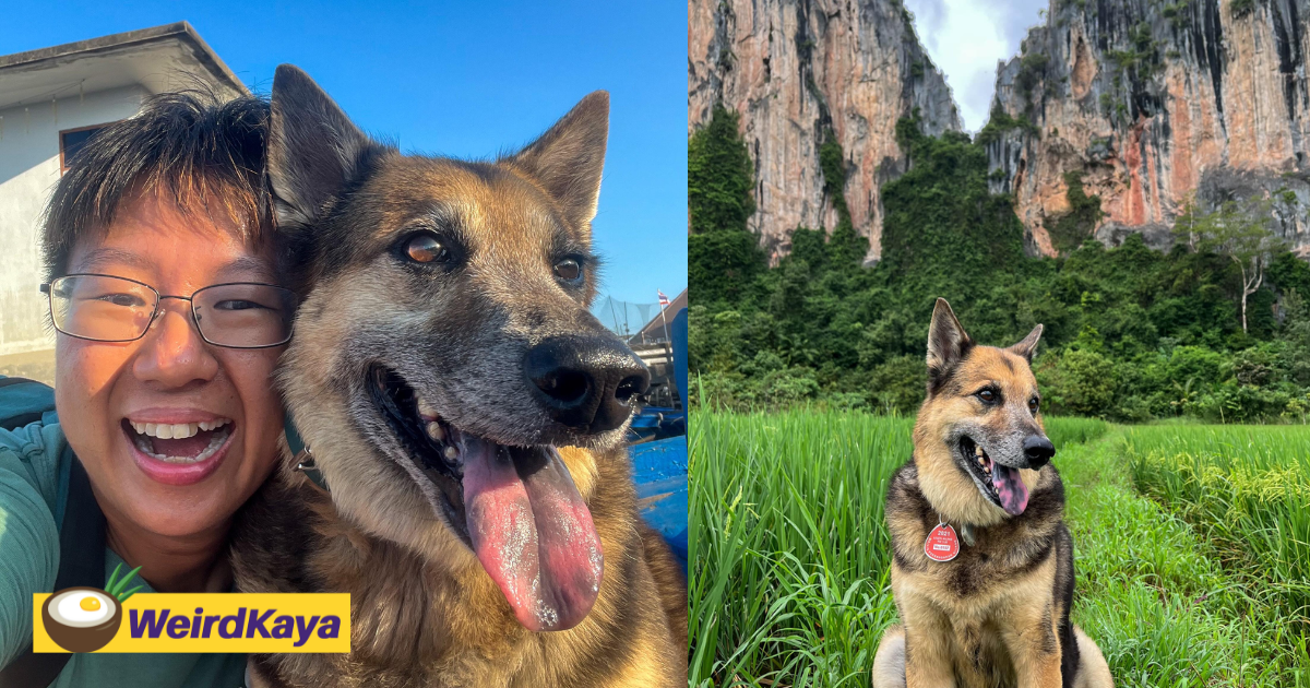 I took my dog to travel around malaysia & this was how we spent our last journey together  | weirdkaya