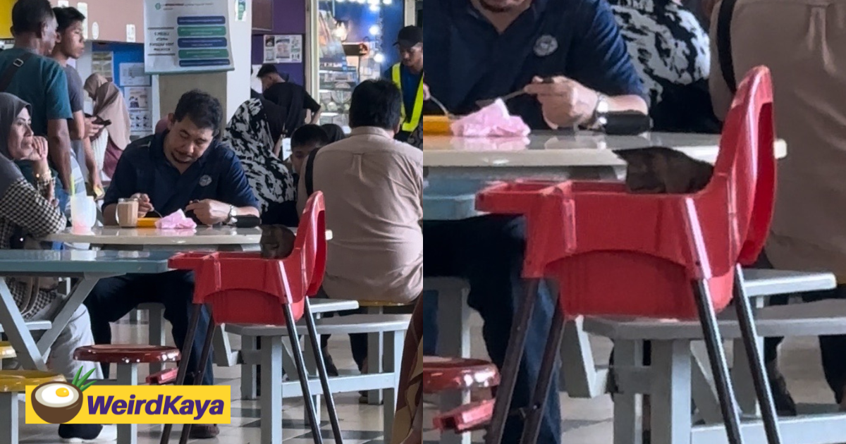 ‘i’m baby too’ – m’sians amused by cat casually sitting in baby chair at rnr | weirdkaya