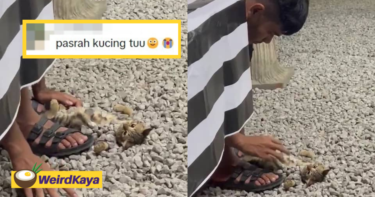 'i'm so done' - kitten totally unbothered by m'sian man playfully covering it with rocks | weirdkaya