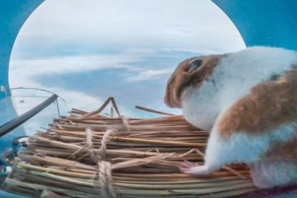 Hamster successfully returns from trip to stratosphere on a balloon