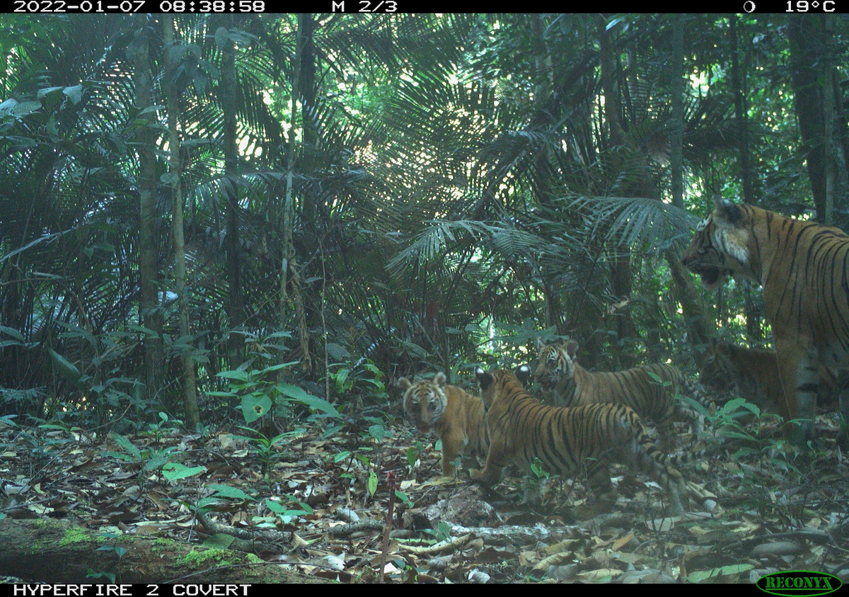 Four malayan tiger cubs spotted brings hope to the species that are facing extinction