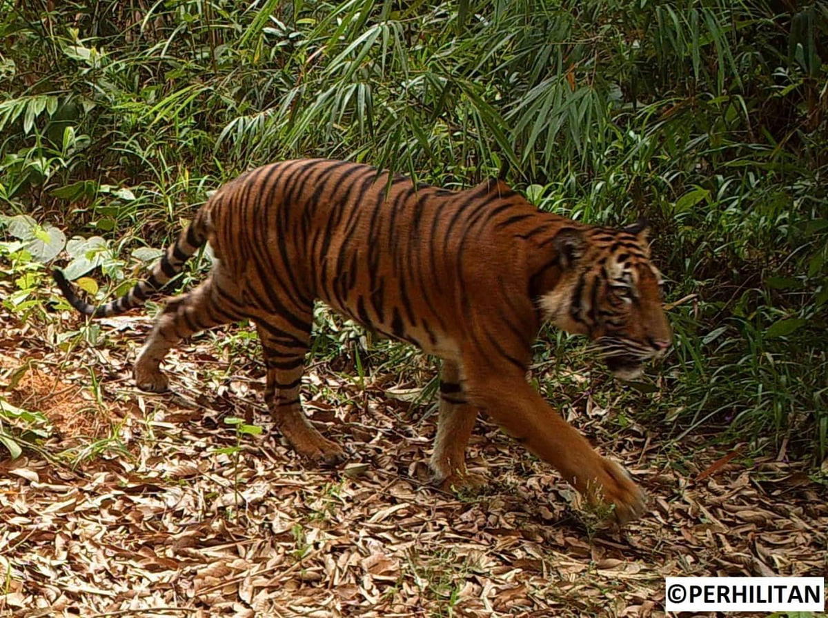 Four Malayan Tiger Cubs Spotted Brings Hope To The Species That Are Facing Extinction