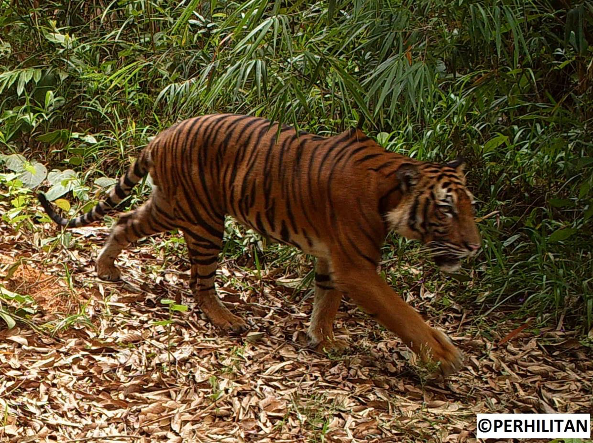 Four malayan tiger cubs spotted brings hope to the species that are facing extinction