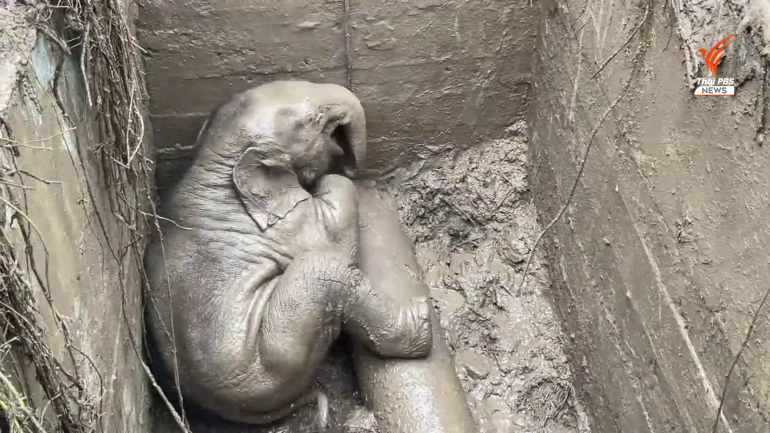 [video] elephant mother and calf rescued from manhole dramatically in thailand