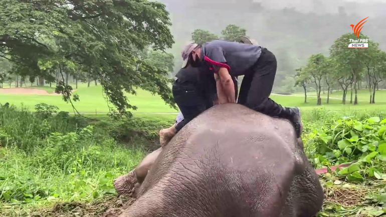 [video] elephant mother and calf rescued from manhole dramatically in thailand