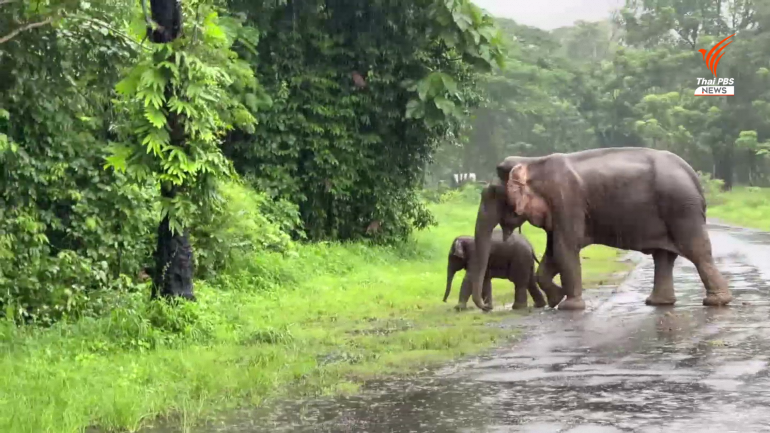 [video] elephant mother and calf rescued from manhole dramatically in thailand