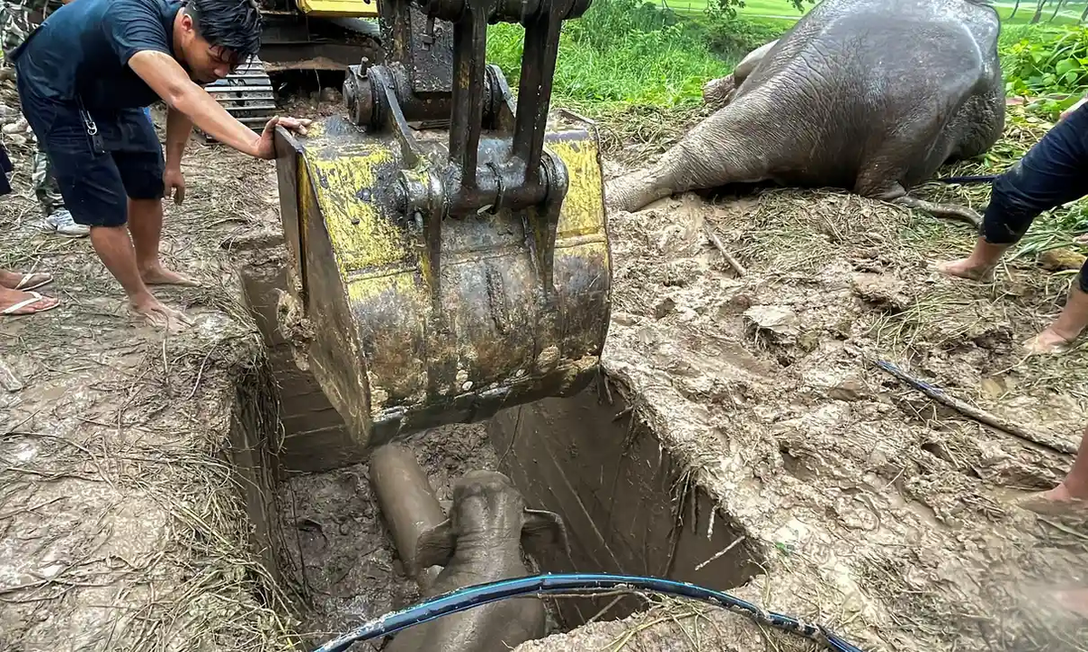 [video] elephant mother and calf rescued from manhole dramatically in thailand