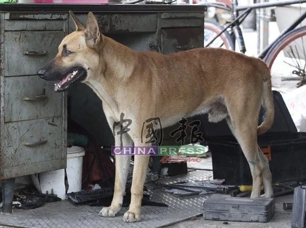 Dog still alive