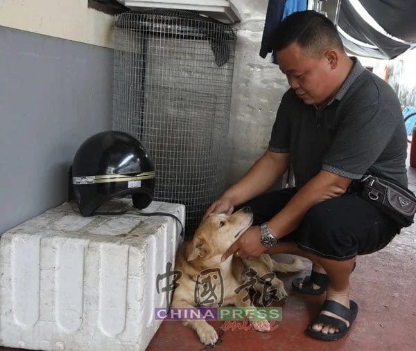 Chen Tai Yu and stray dog