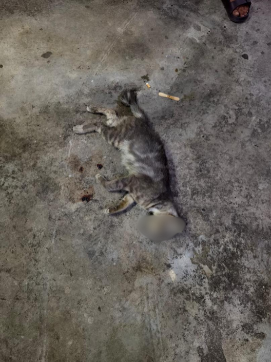 cat abuser kills strays at ampang apartment thrown cat