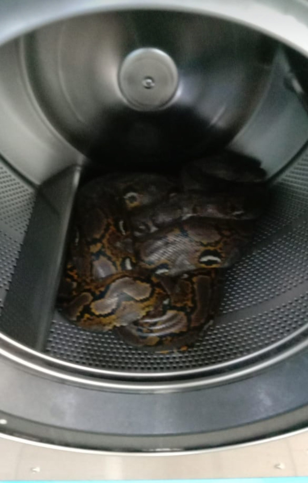20kg python found inside washing machine at a laundromat in johor
