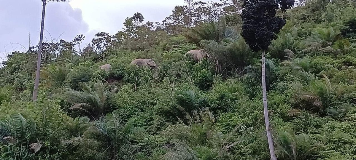 Elephants running up to higher ground