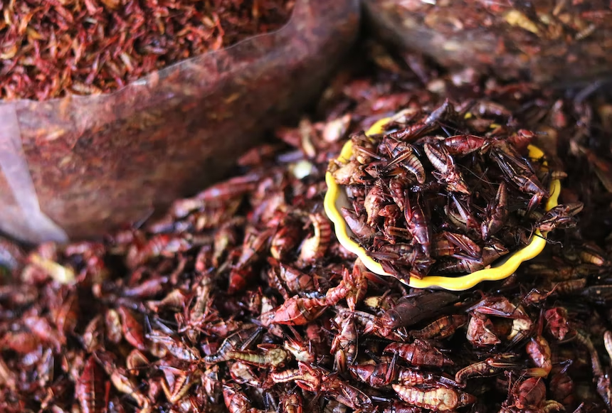 Edible insects