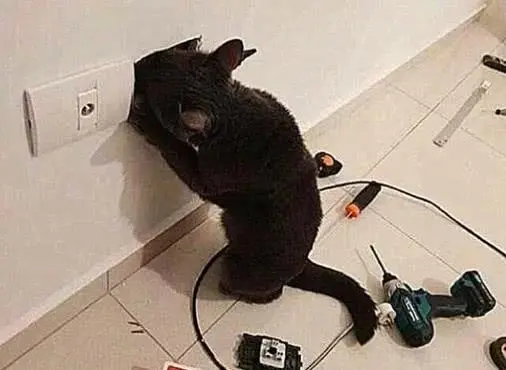 Cat gets shocking new hairstyle after being electrocuted by exposed wires
