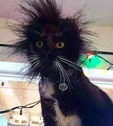 Cat gets shocking new hairstyle after being electrocuted by exposed wires