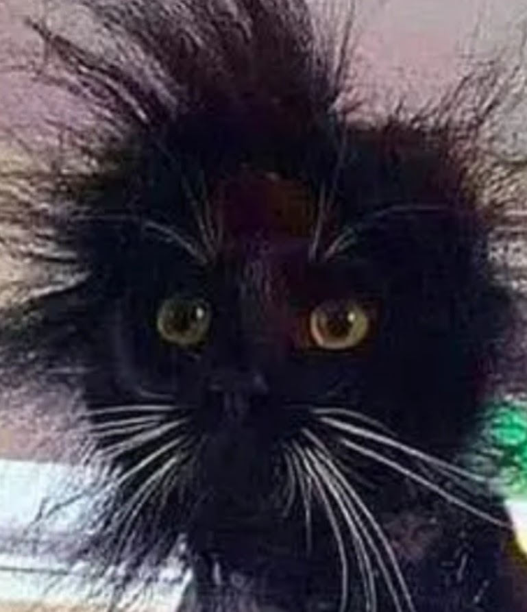 Cat gets shocking new hairstyle after being electrocuted by exposed wires