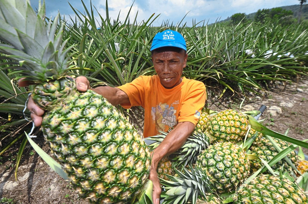 Man growing pineapples