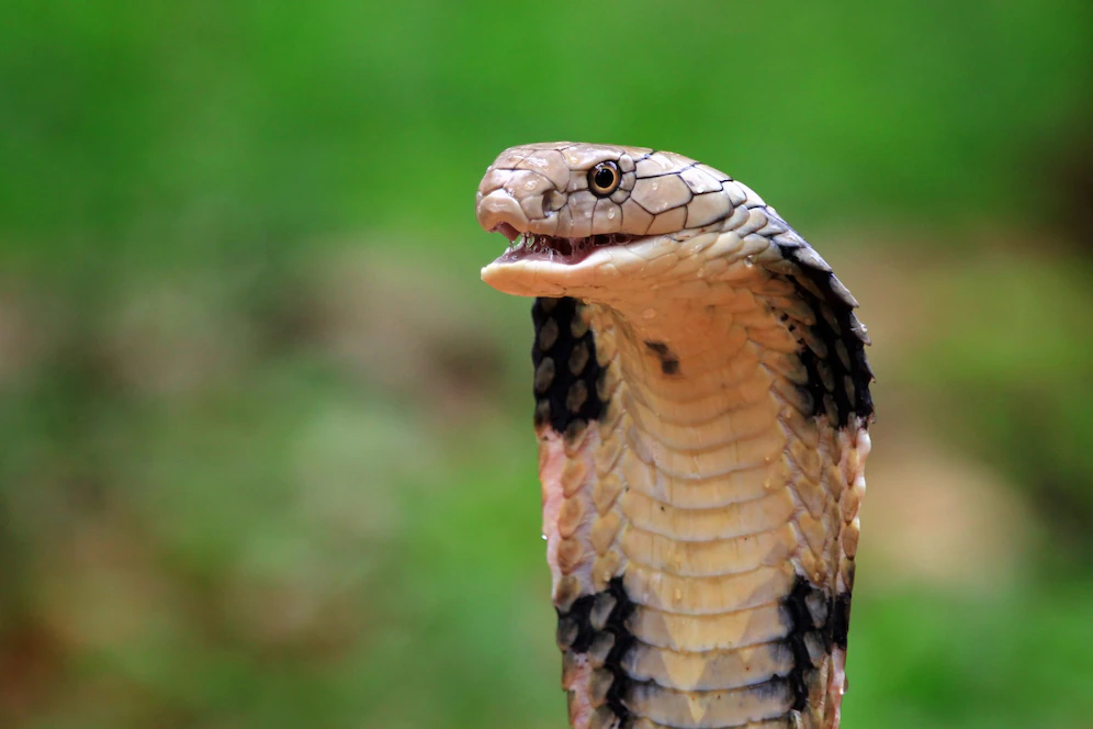 8yo indian boy gets bitten by cobra, bites back twice, killing it