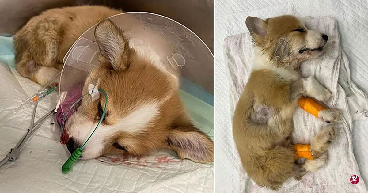 S'porean woman pays rm21k for two corgi pups, both die a week later