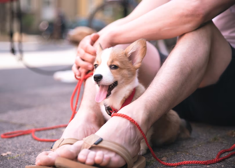 S'porean woman pays rm21k for 2 corgi pups, both die within a week