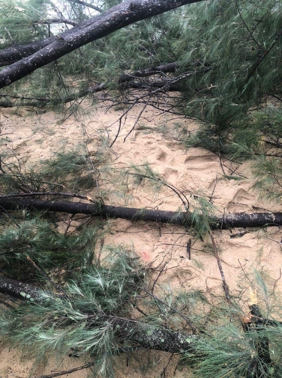 Falling tree which killed child in Melaka