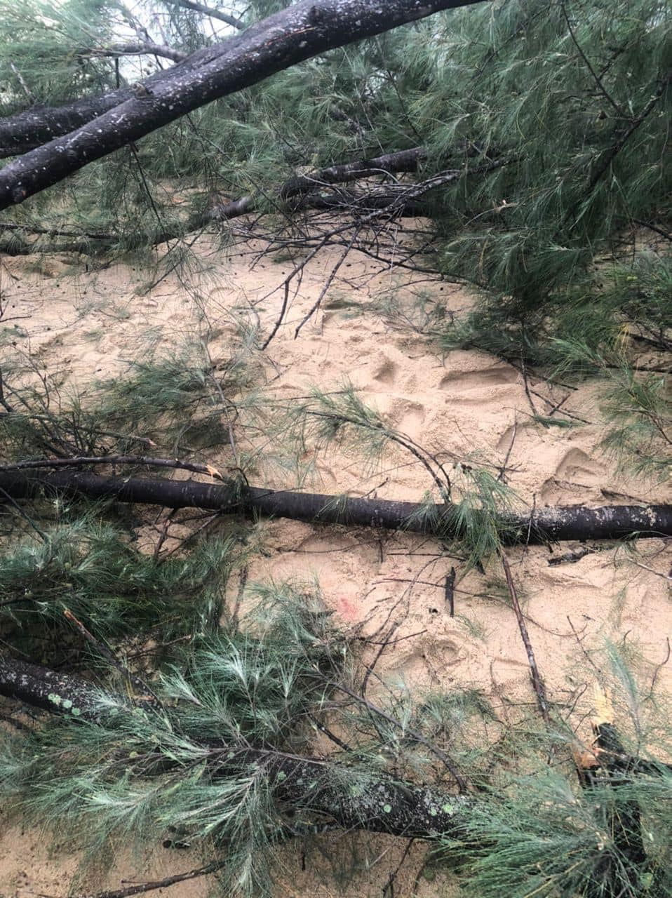 Falling tree which killed child in melaka