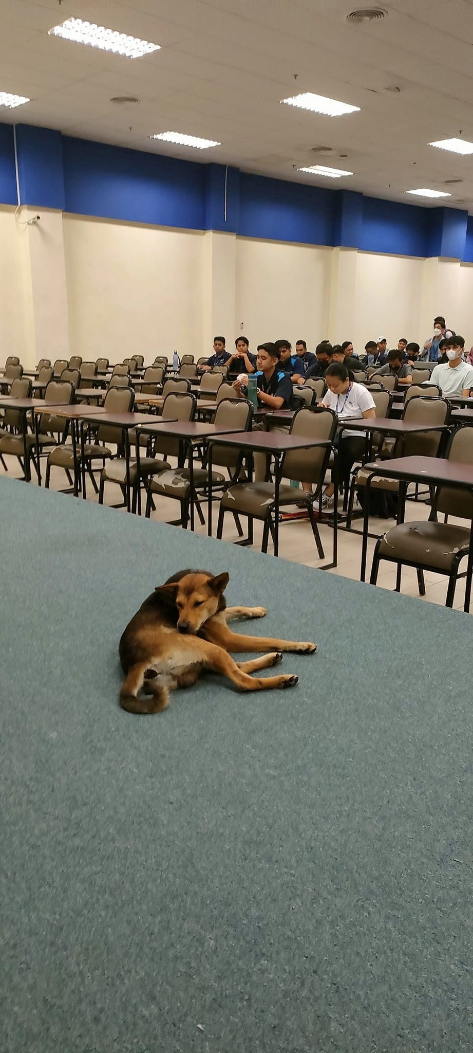 Stray dog crashes two-hour lecture at um sabah, stays for the entire class