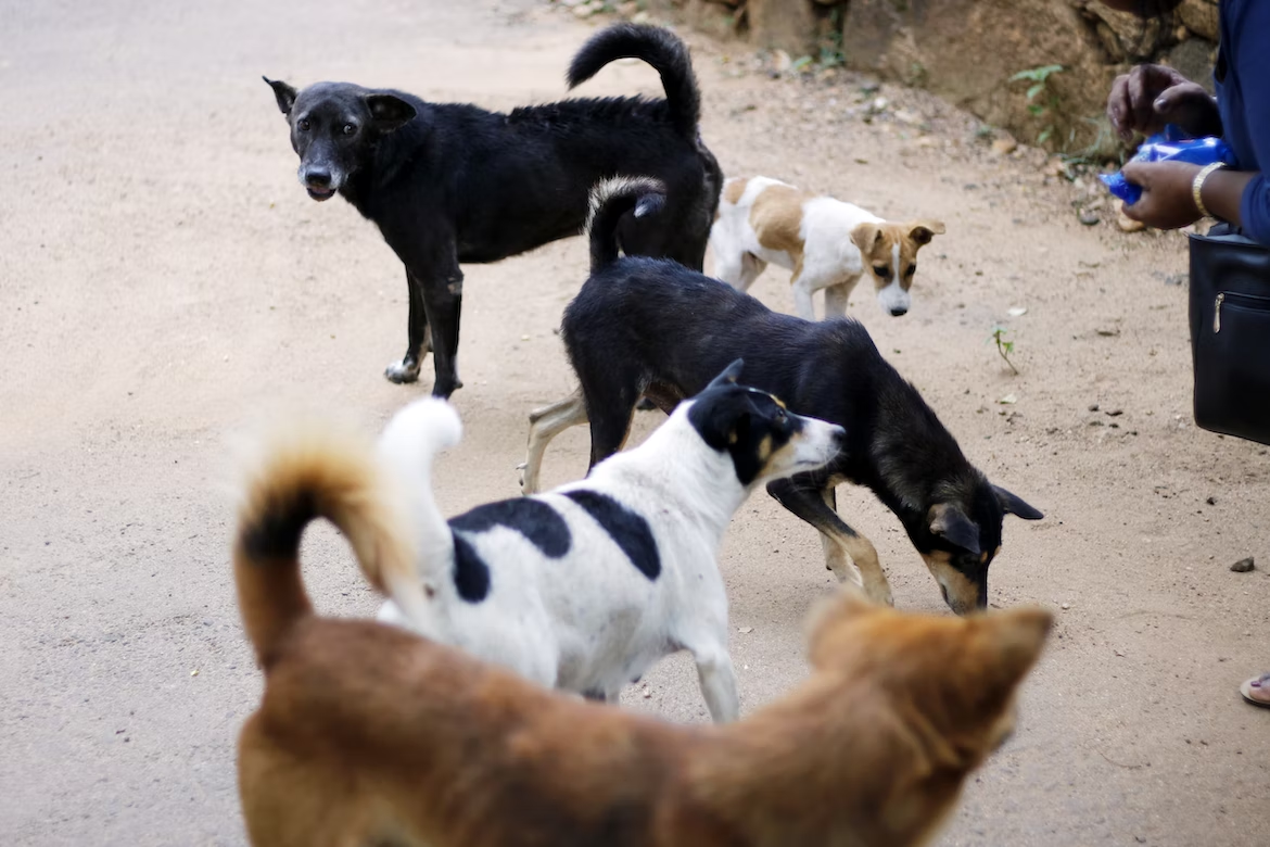 Stray dog crashes two-hour lecture at um sabah, stays for the entire class