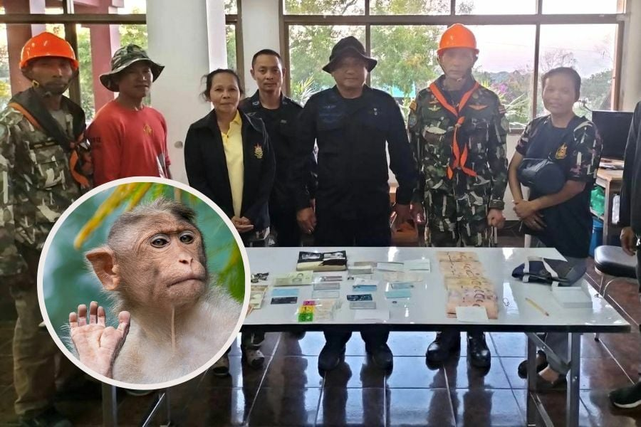 Monkey steals handbag containing rm6,381 from thai woman & hurls it off a cliff