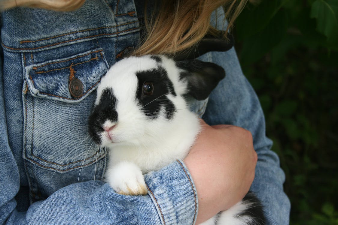 Woman holding pet rabbit