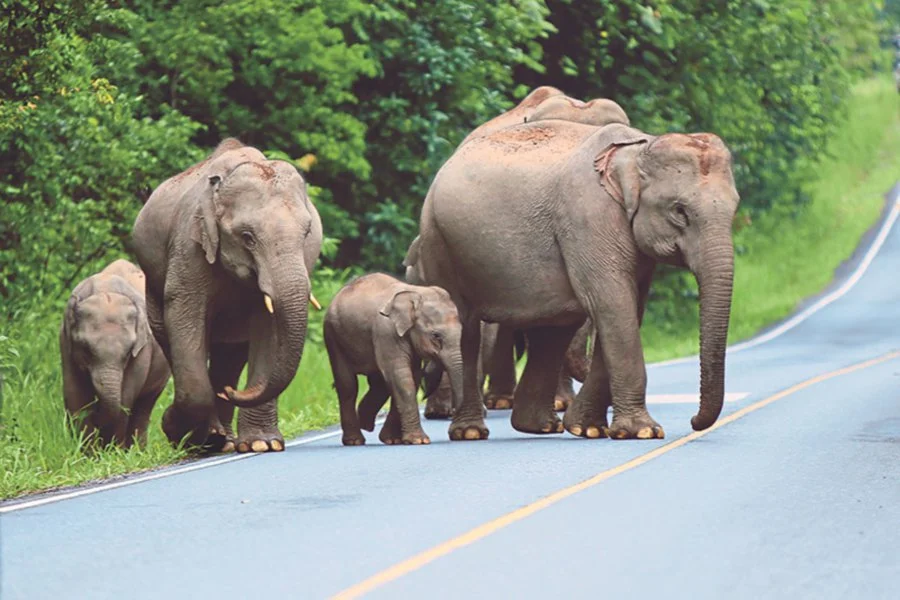 Group of elephants crossing the road