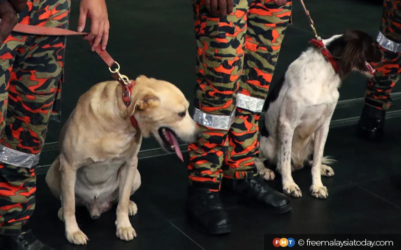 K9 dogs denti and frankie to join turkey earthquake sar mission
