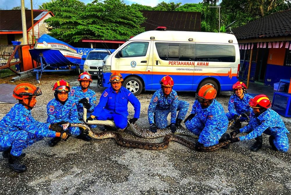 Jpam officers posing with captured pythons