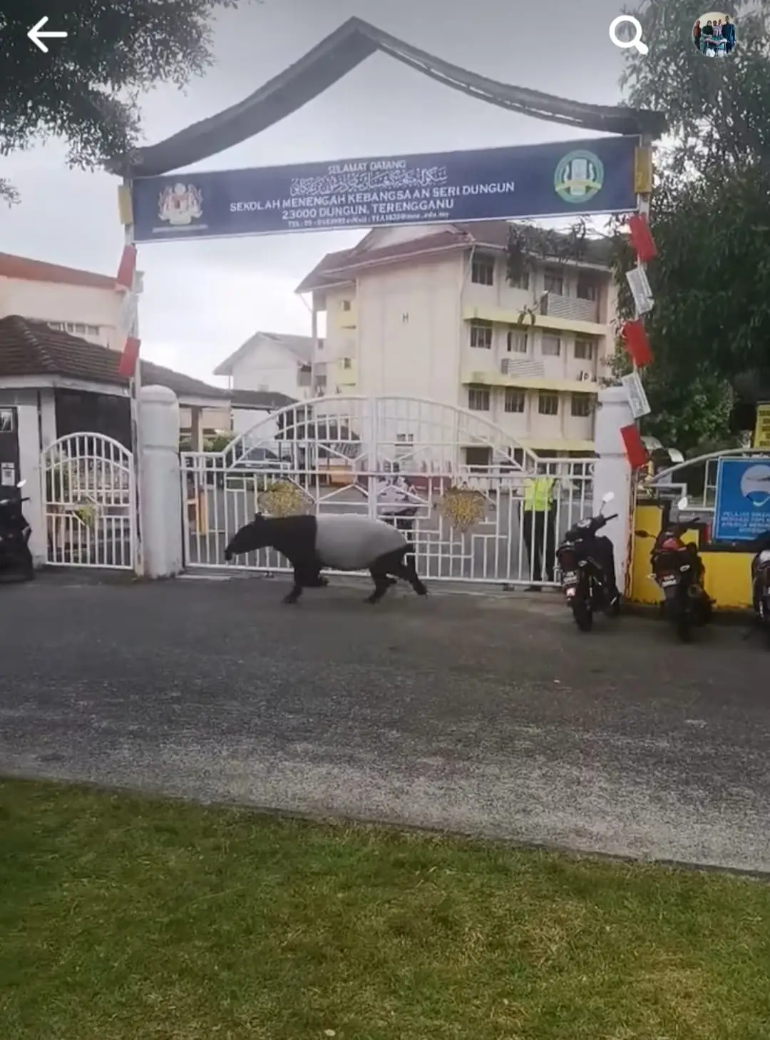 Tapir wanders around dungun, gets caught after falling into drain