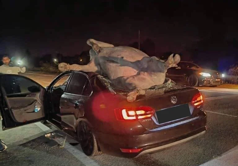 Water buffalo flies into the air and lands on top of car in kelantan after getting hit, leaves 5 injured