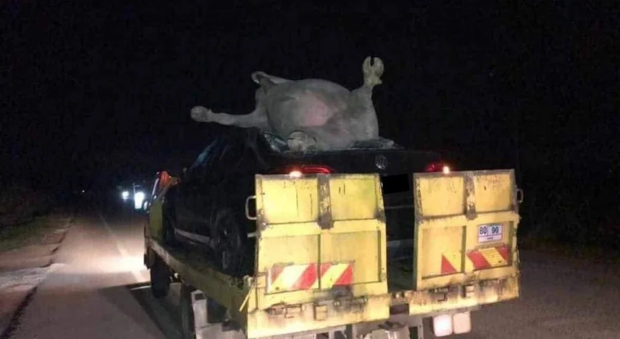 Water buffalo flies into the air and lands on top of car in kelantan after getting hit, leaves 5 injured