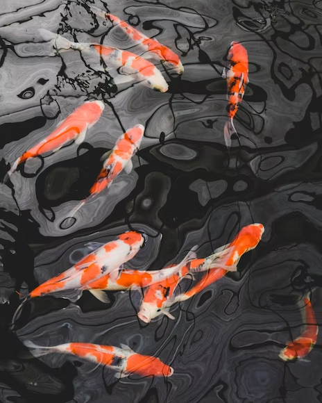Koi fishes swimming in a pond