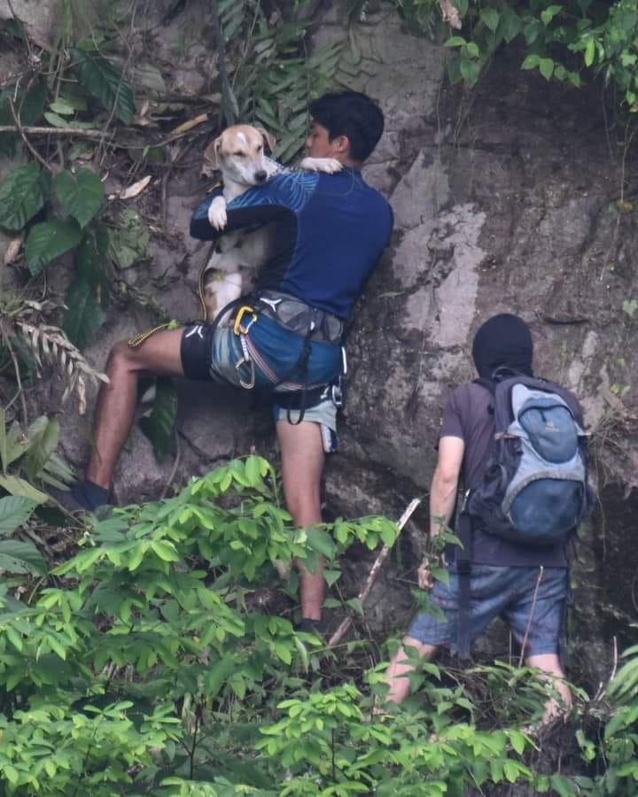 Group of m'sian animal lovers rescue stray dog from cliff at damansara perdana