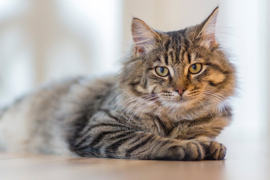 M'sian Owner Discovers Cat Carcasses And Organs At Cheras Condo, 31yo Tenant Arrested