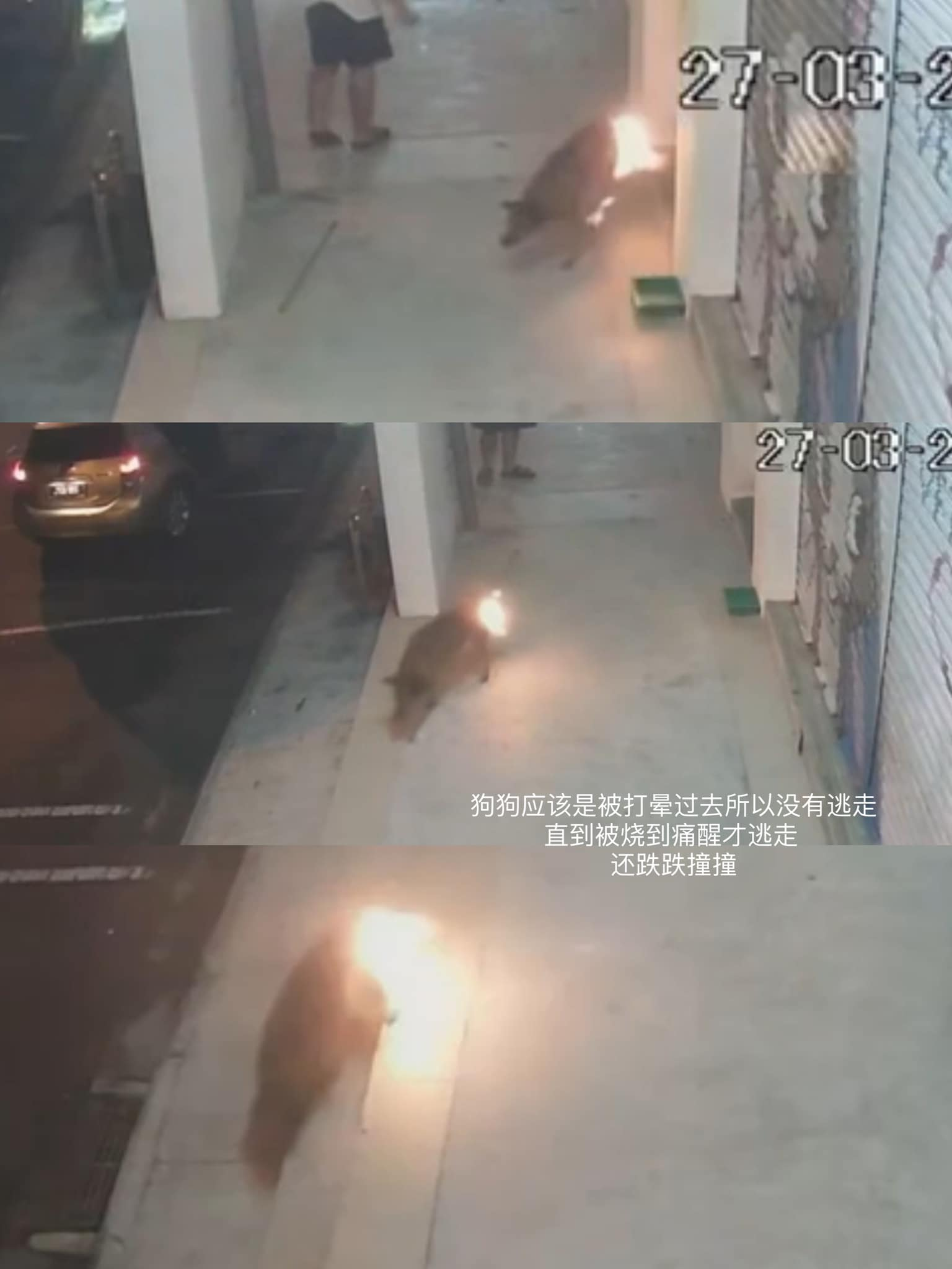 19-year-old m'sian caught on cctv beating stray dog with bricks and setting it on fire | weirdkaya
