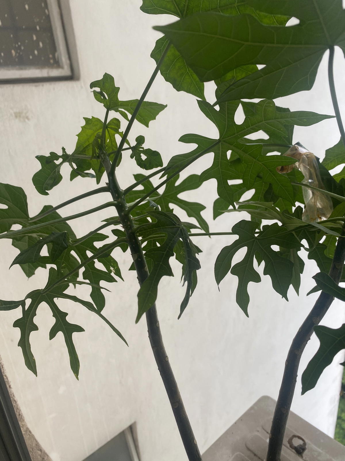 M'sian Woman Horrified To Find Used Condom Being Thrown Onto Her Tree At Condo