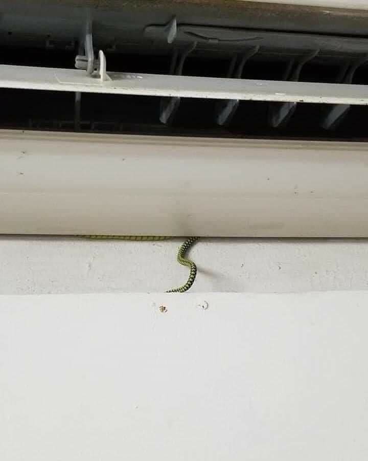 Snake Found Hiding Inside Air Conditioner At Johor Home To Escape The Heat