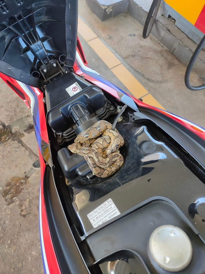 M'sian man shocked to find python coiled up underneath motorcycle seat while refueling