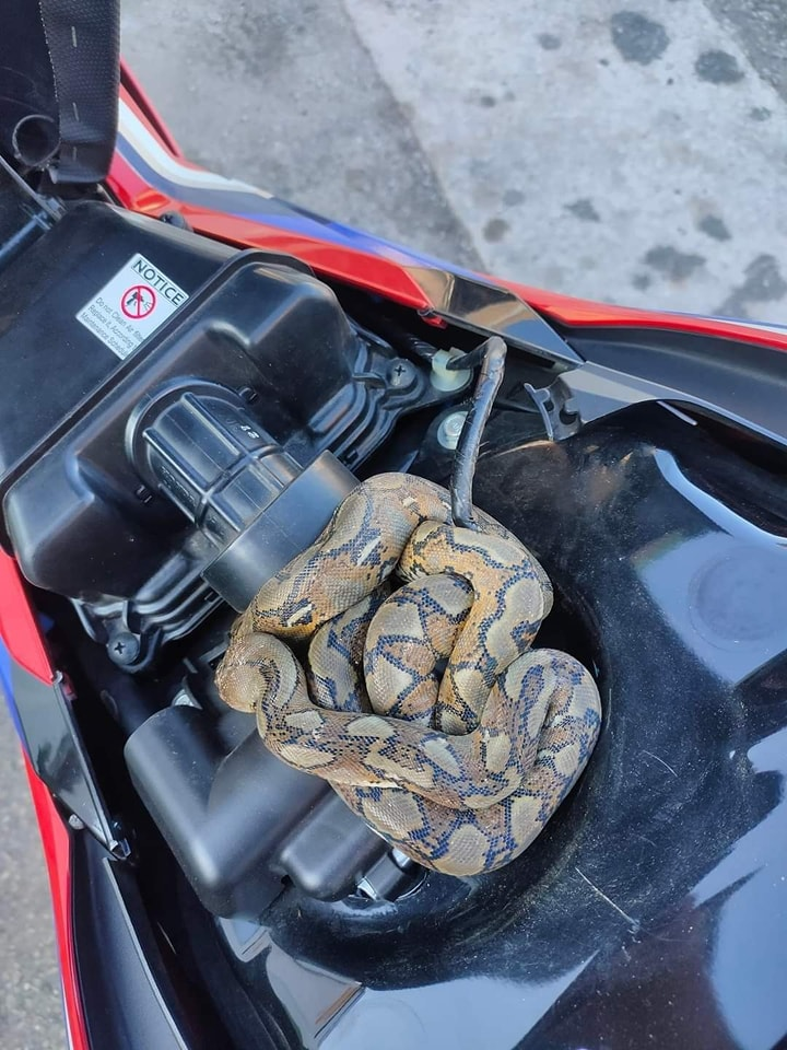 M'sian man shocked to find python coiled up underneath motorcycle seat while refueling