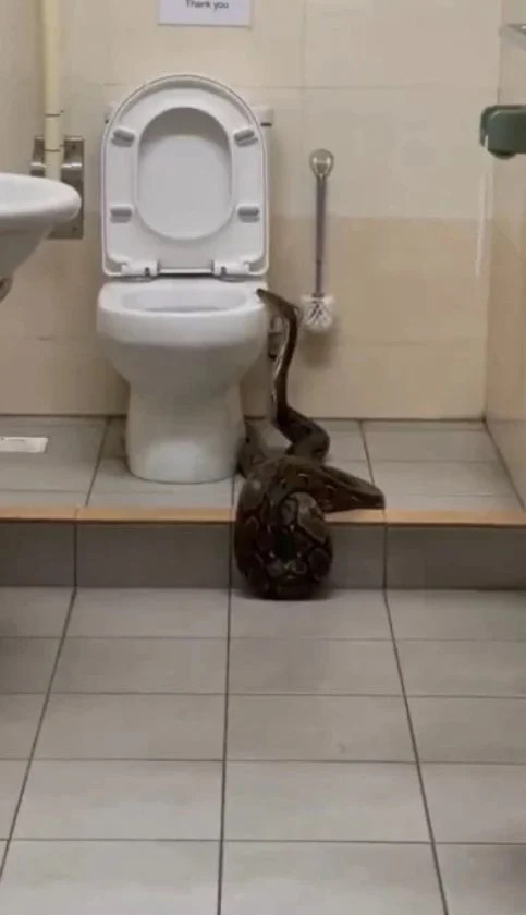 Snake crawling into toilet bowl