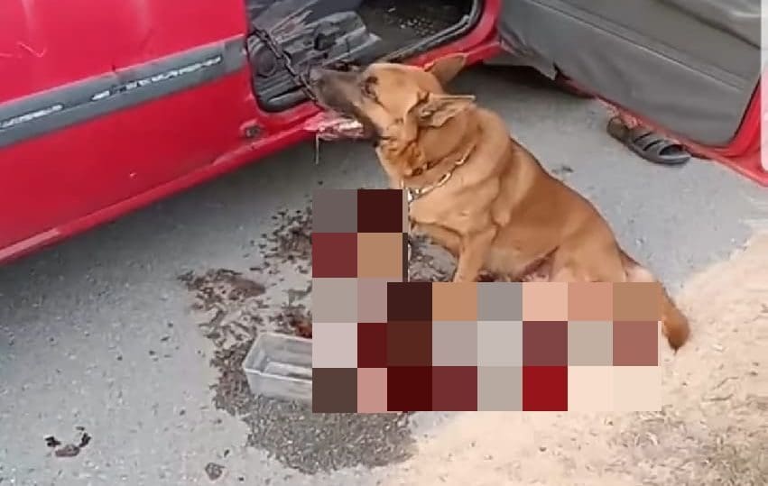 Dog Found Chained And Dragged On The Road In Port Dickson, Later Dies Of Its Injuries